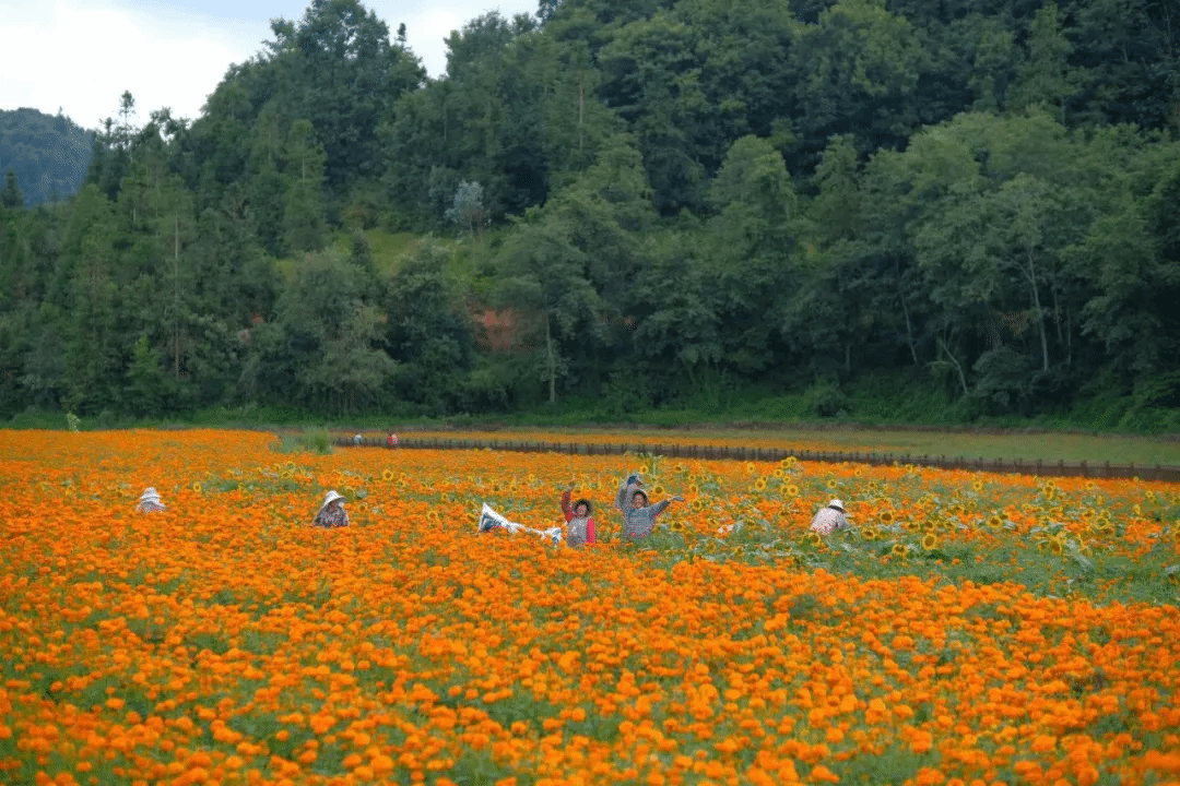 9001cc金沙以诚为本(中国集团)有限公司官网